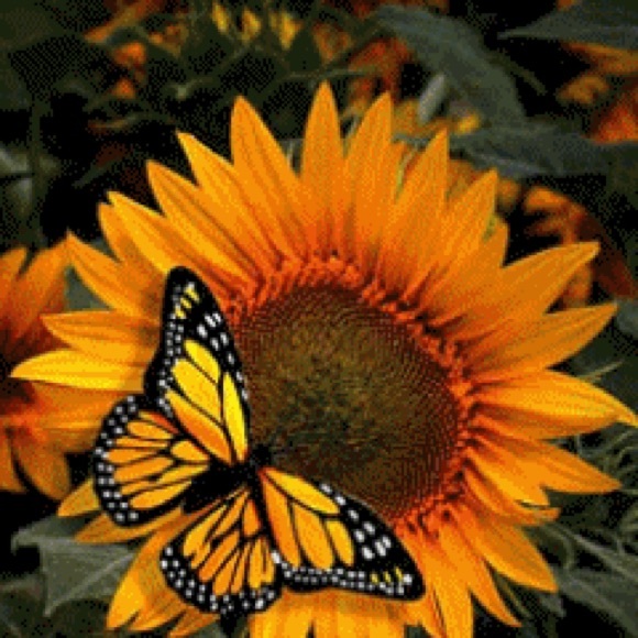 Meet the Posher Other - Meet your Posher Butterfly